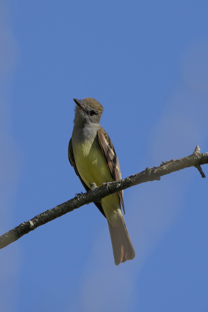 Great Crested Flycatcher - ML618263616