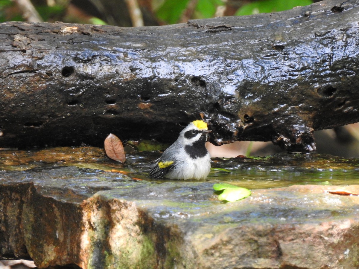 Golden-winged Warbler - Anonymous