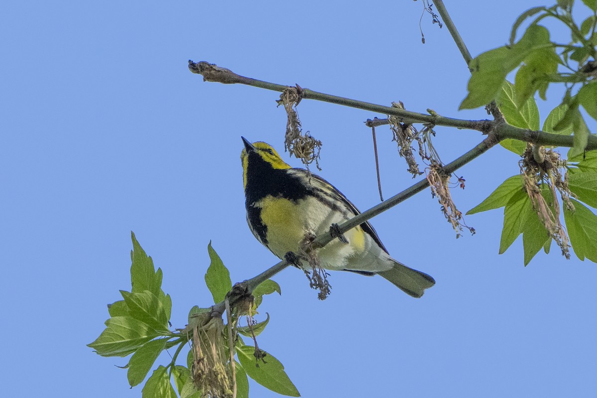 Black-throated Green Warbler - ML618263656