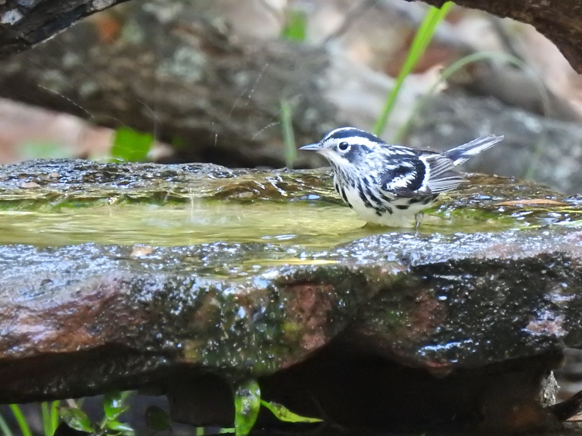 Black-and-white Warbler - ML618263659