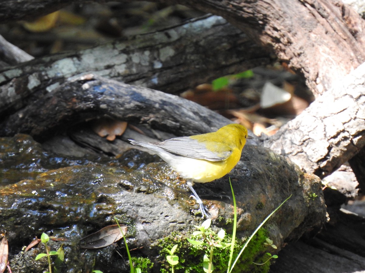 Prothonotary Warbler - ML618263663