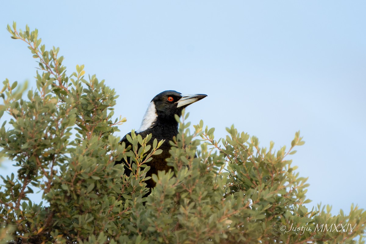 Australian Magpie - juliana low