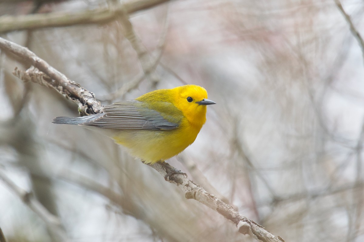 Prothonotary Warbler - ML618263704