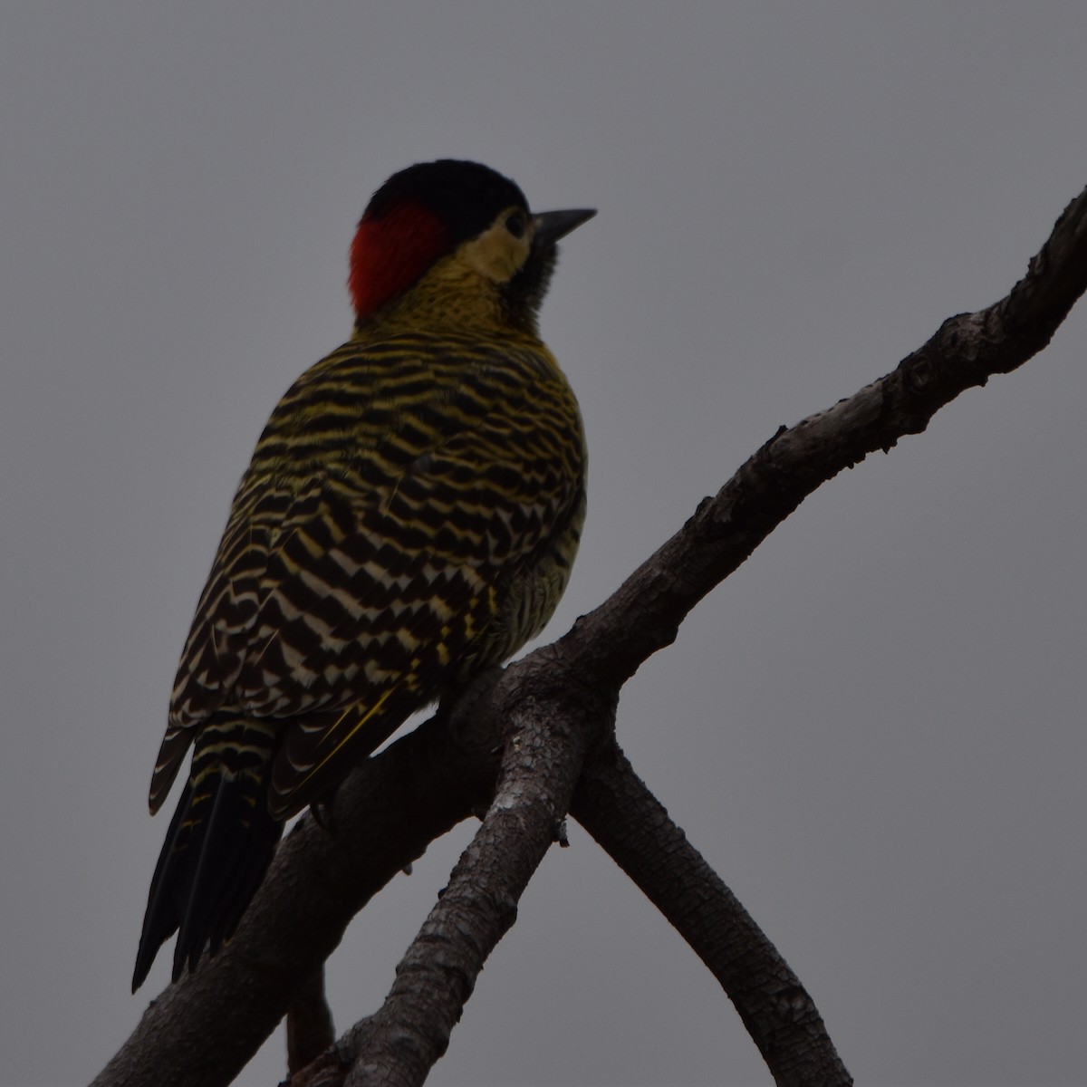 Green-barred Woodpecker - Alejandro Figueroa Varela