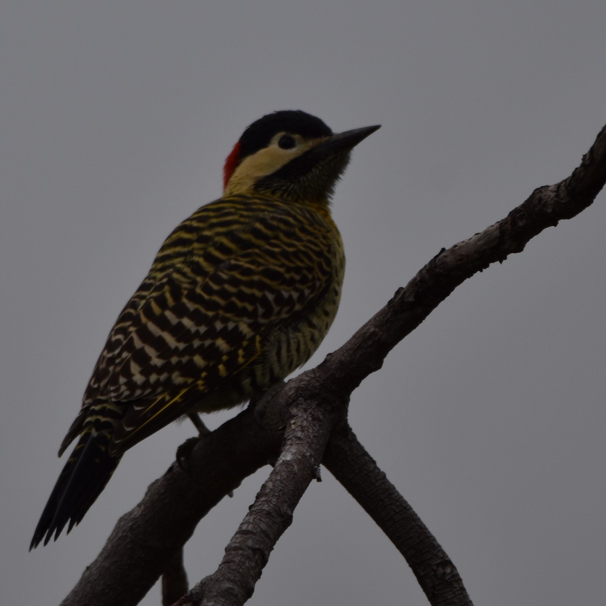 Green-barred Woodpecker - ML618263715