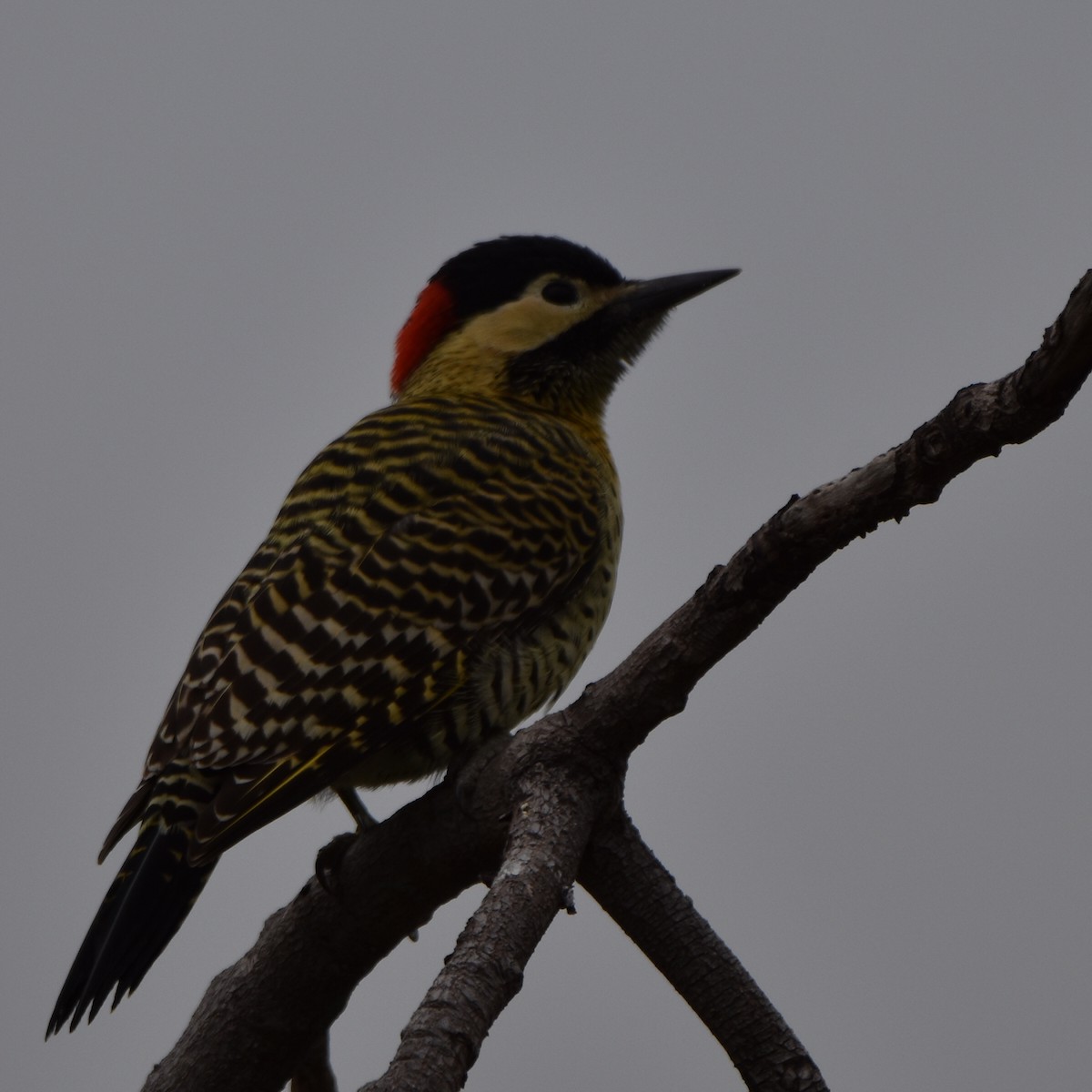 Green-barred Woodpecker - ML618263716