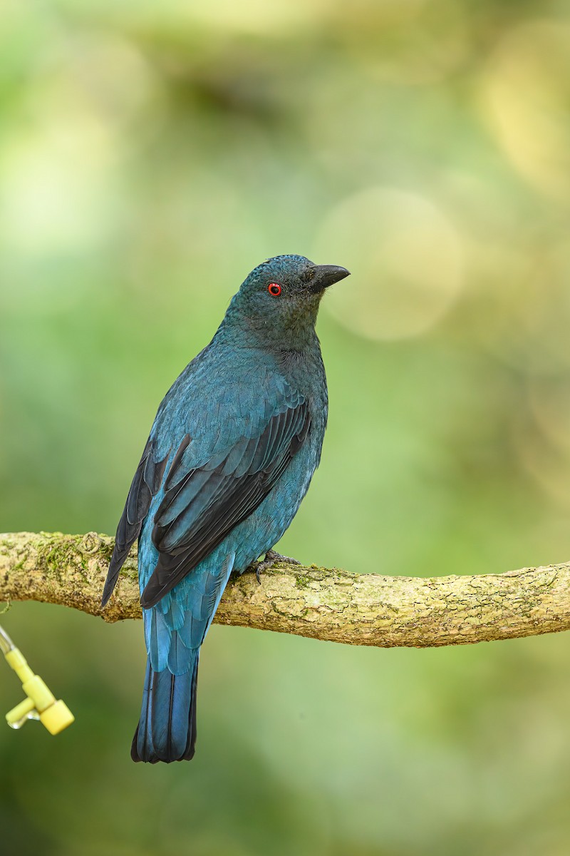 Asian Fairy-bluebird - Sudhir Paul