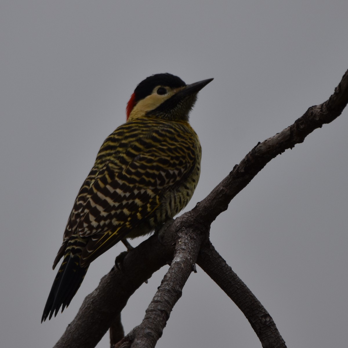 Green-barred Woodpecker - Alejandro Figueroa Varela