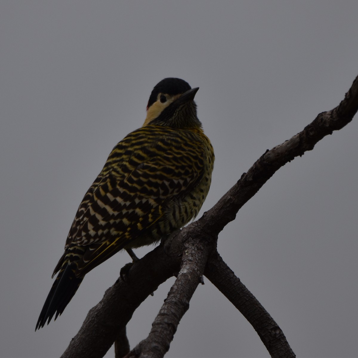 Green-barred Woodpecker - ML618263722