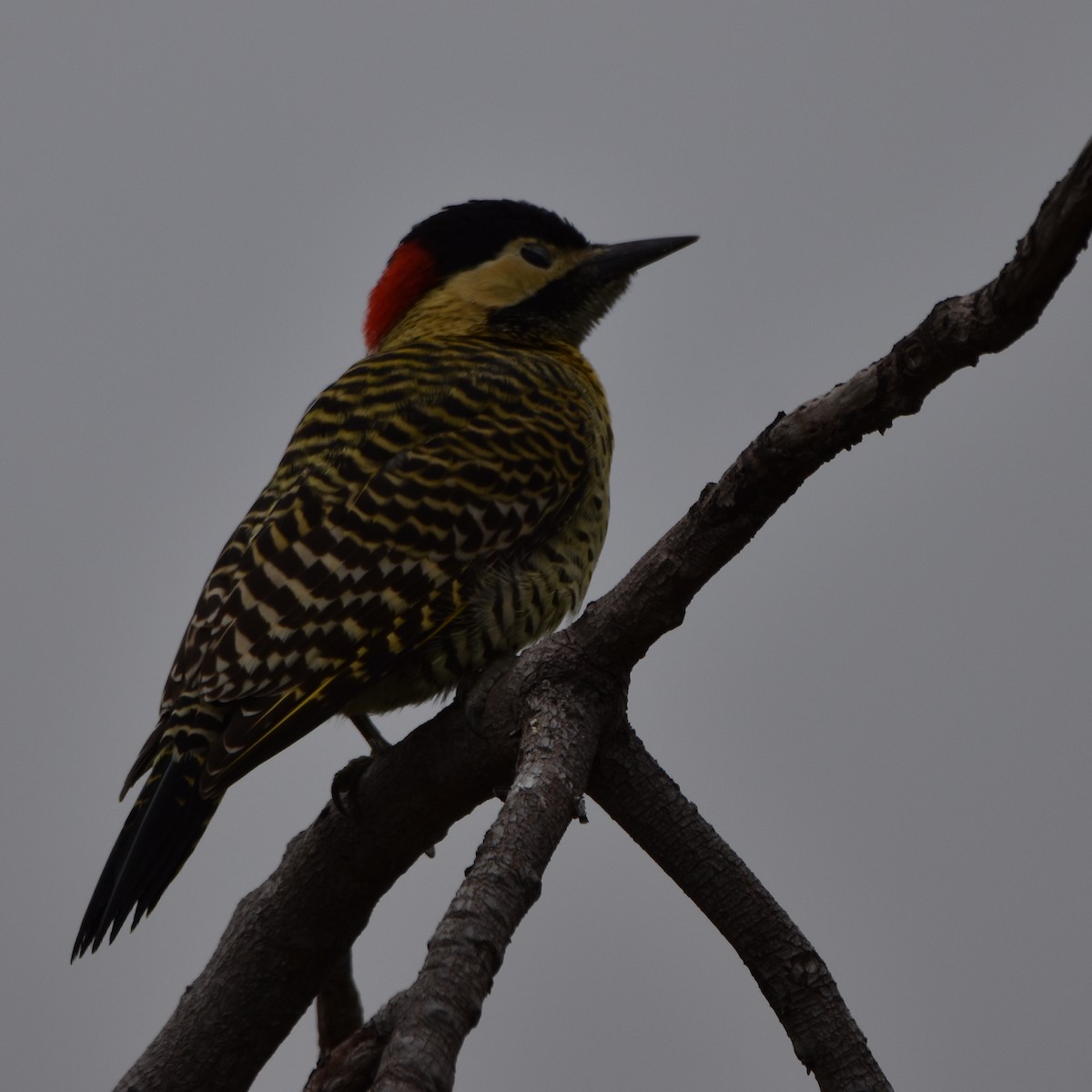 Green-barred Woodpecker - ML618263723