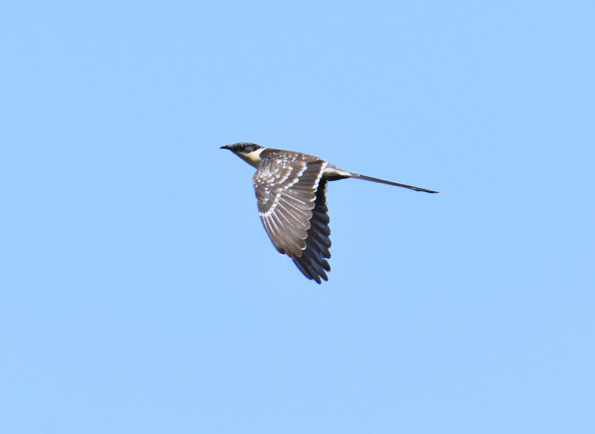 Great Spotted Cuckoo - ML618263724