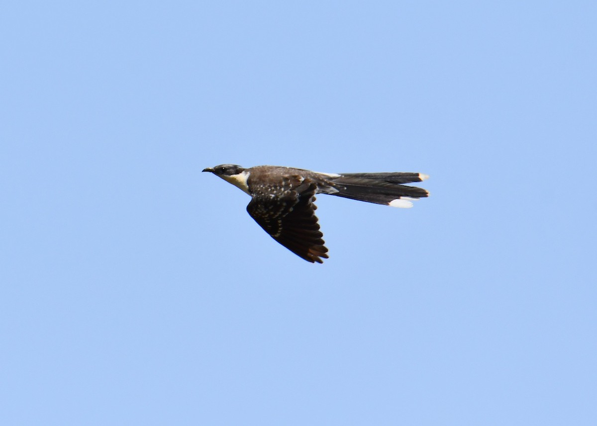 Great Spotted Cuckoo - ML618263725