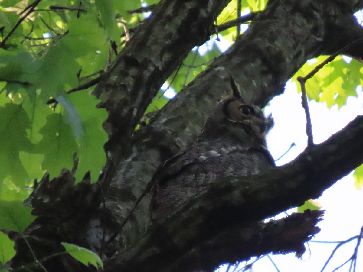 Great Horned Owl - Roy Howard