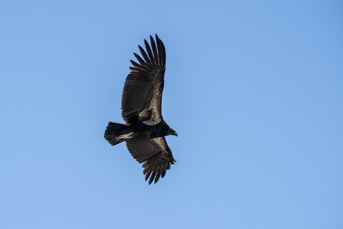 Condor de Californie - ML618263814
