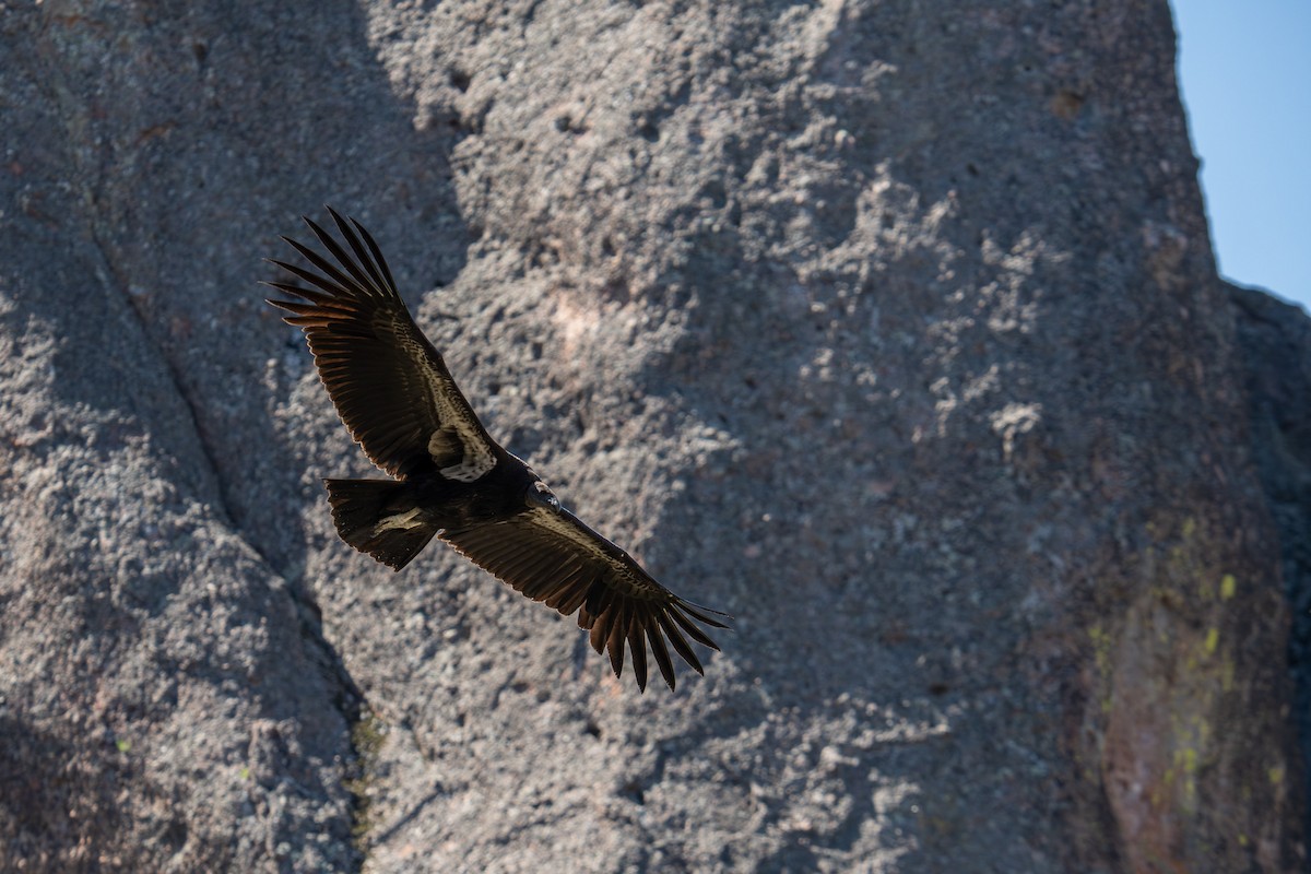 Condor de Californie - ML618263815