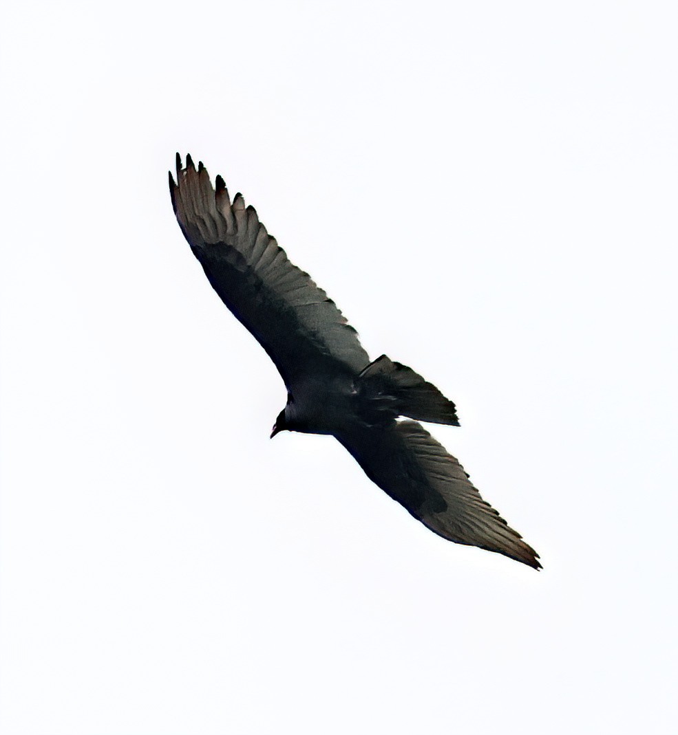 Turkey Vulture - ML618263833