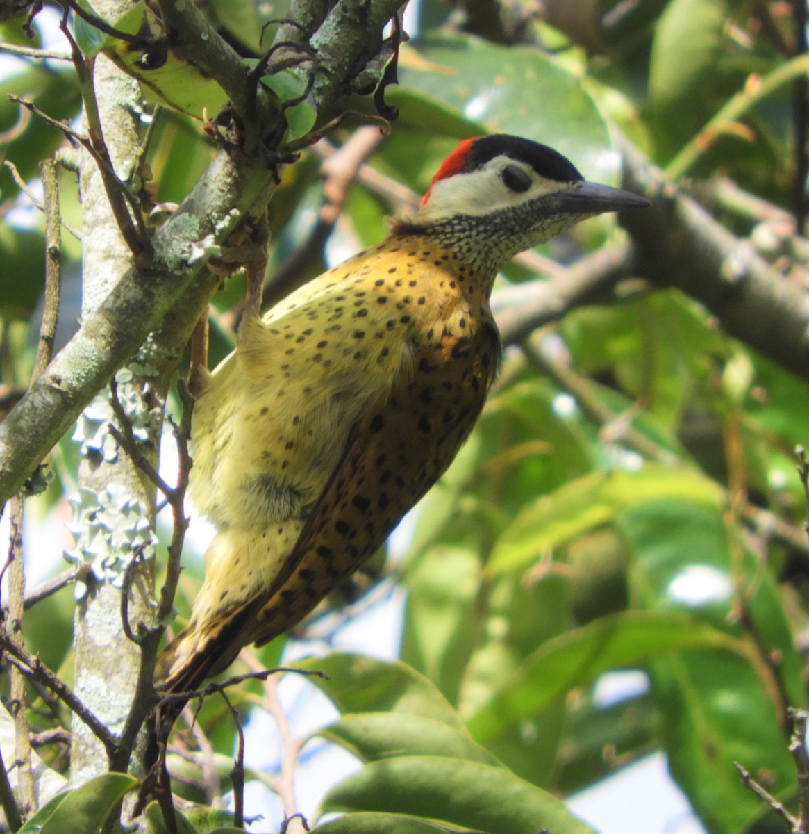 Spot-breasted Woodpecker - ML618263860