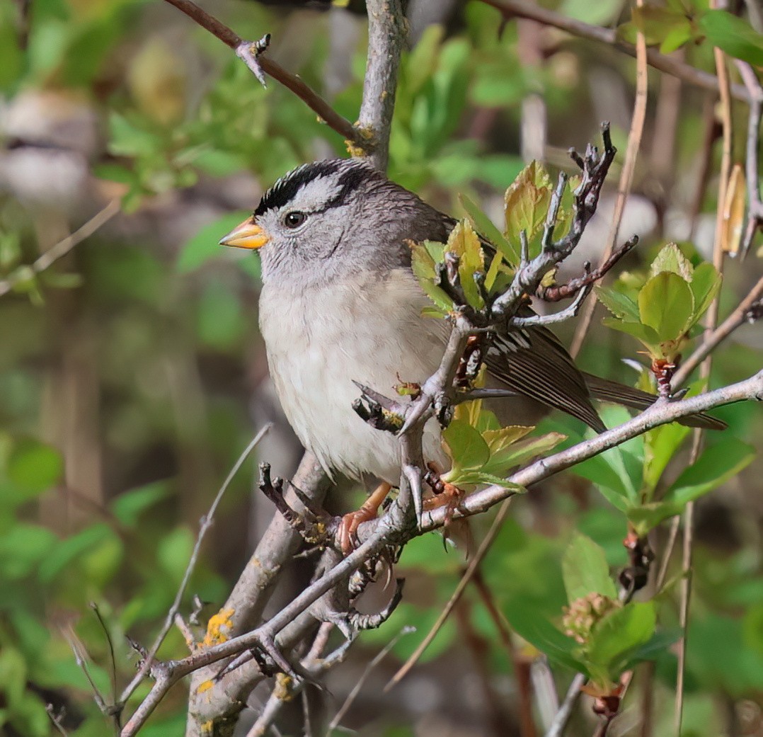 White-crowned Sparrow - ML618263870