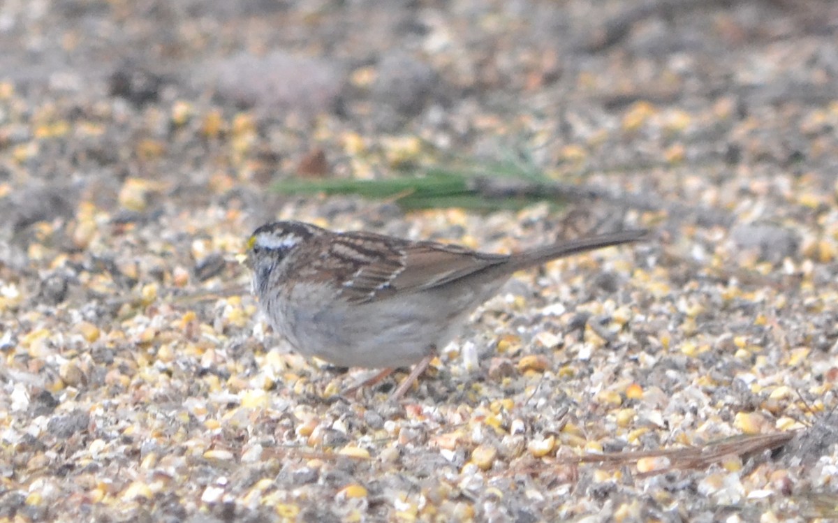 White-throated Sparrow - Chris Tessaglia-Hymes