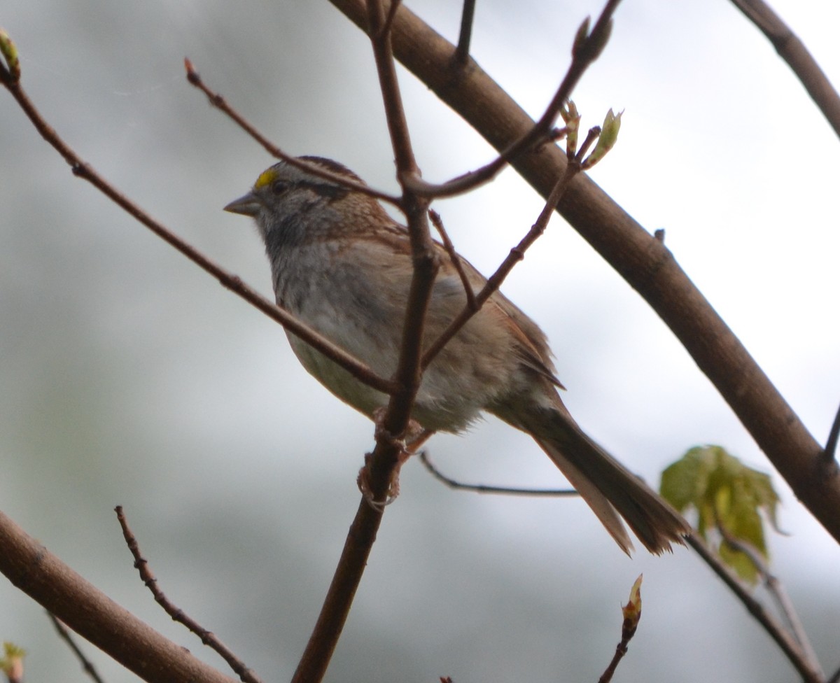 White-throated Sparrow - Chris Tessaglia-Hymes