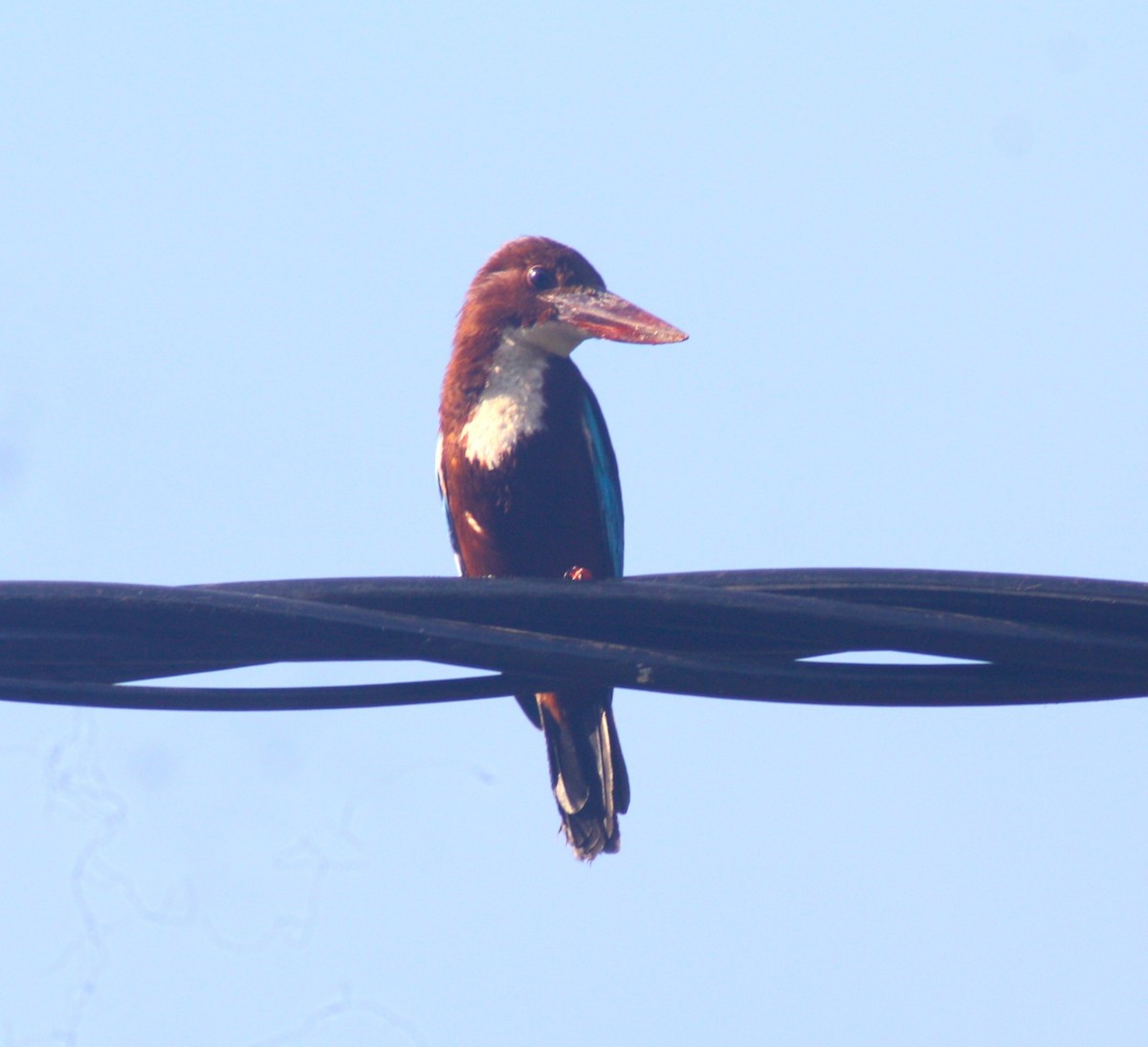 White-throated Kingfisher - ML618263947
