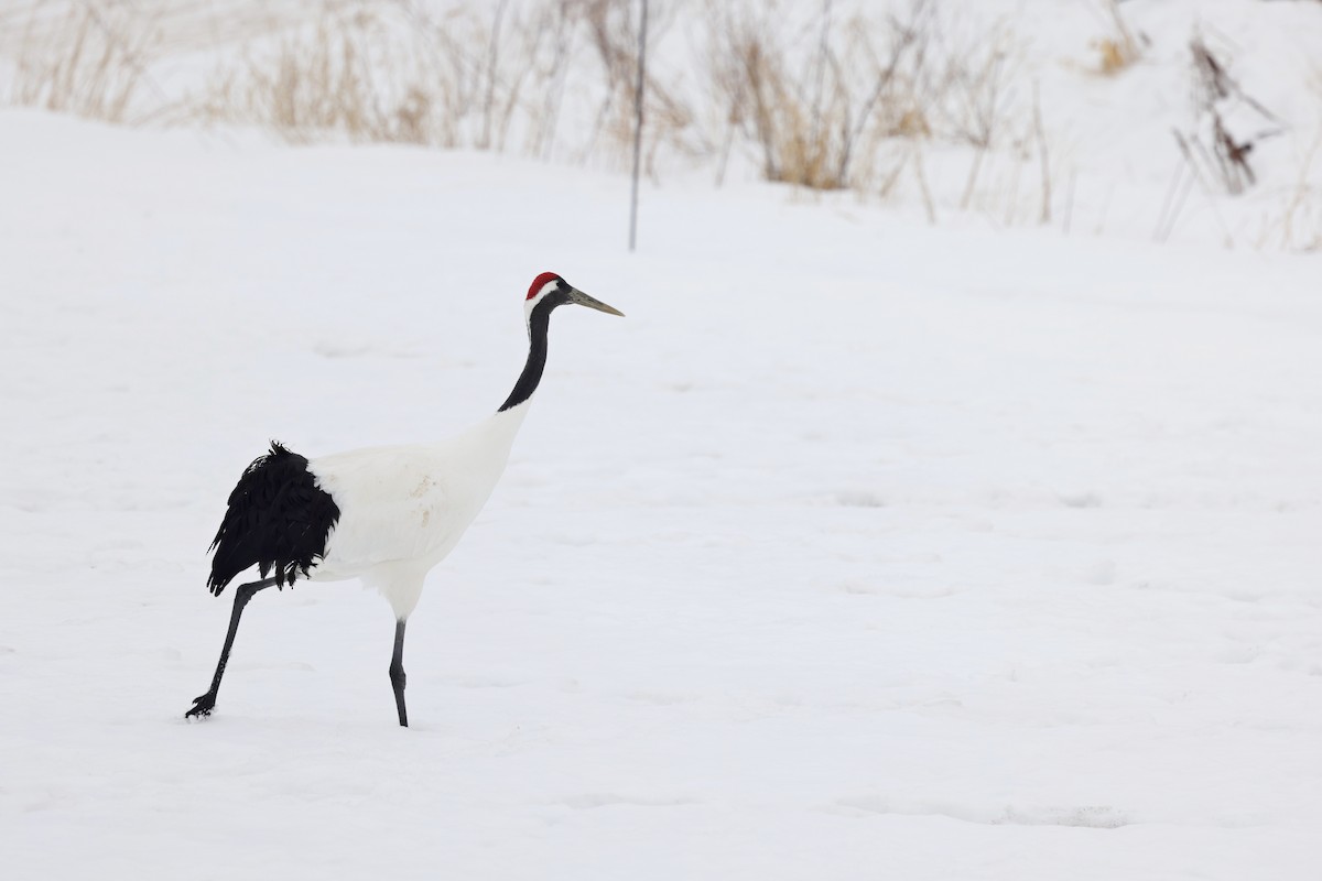 Red-crowned Crane - ML618263964