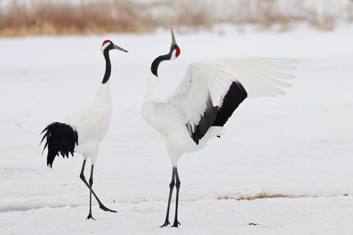 Red-crowned Crane - ML618263965
