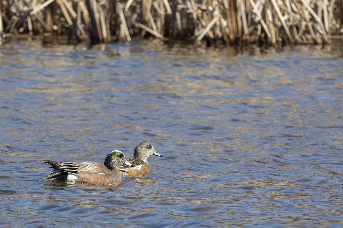 American Wigeon - Maurice Pitre