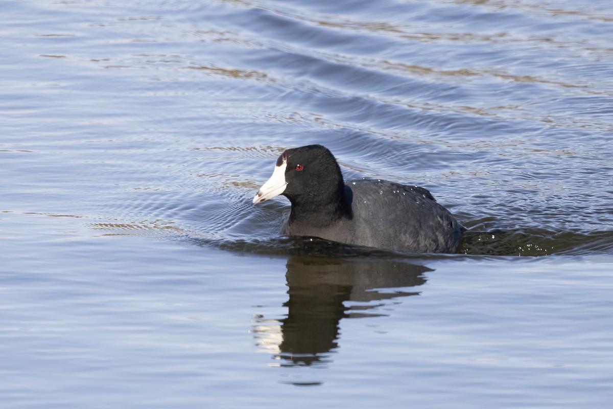 American Coot - Maurice Pitre
