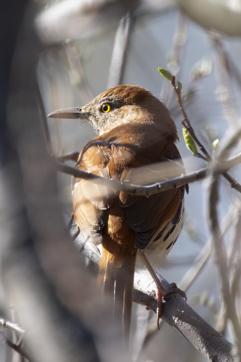 Brown Thrasher - Maurice Pitre