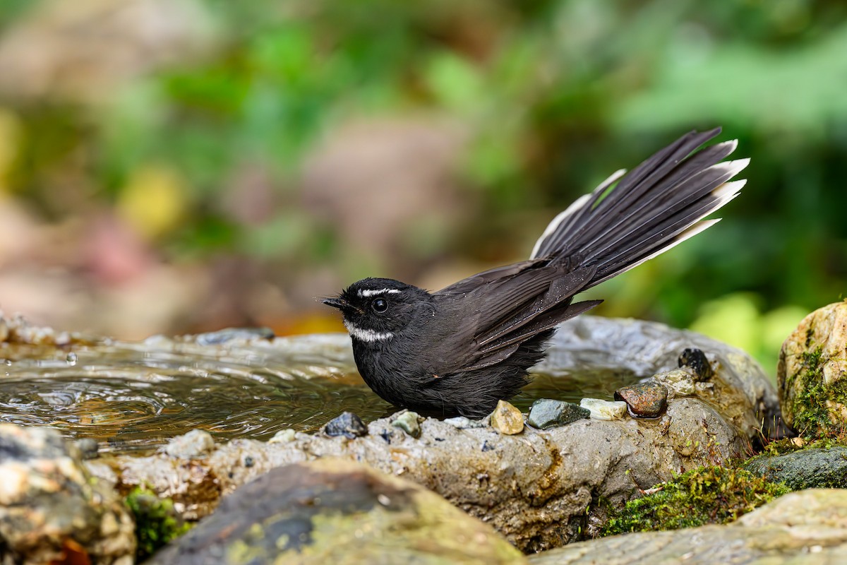 White-throated Fantail - ML618264022