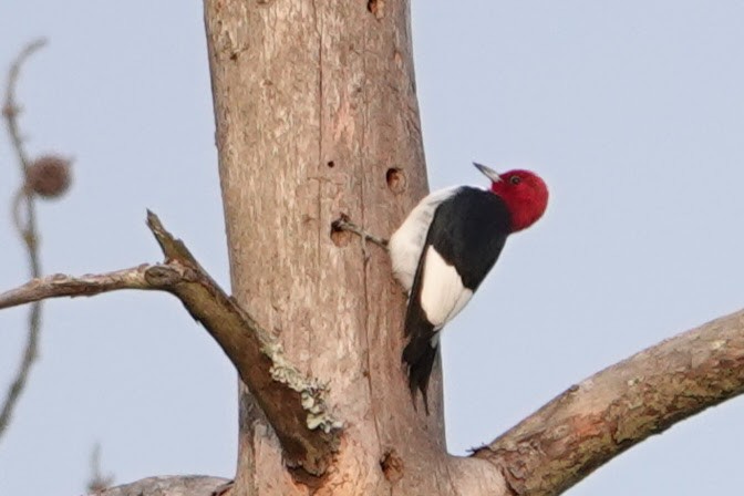 Red-headed Woodpecker - ML618264049