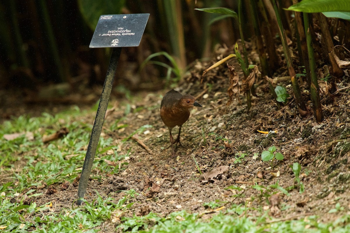 Band-bellied Crake - Anonymous