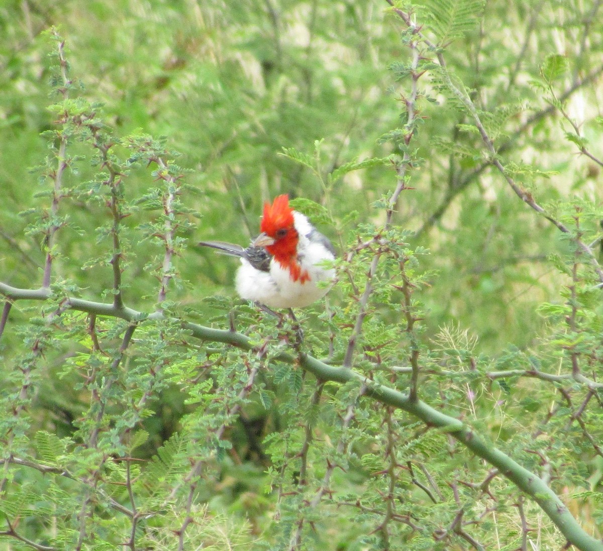 Red-crested Cardinal - ML618264070