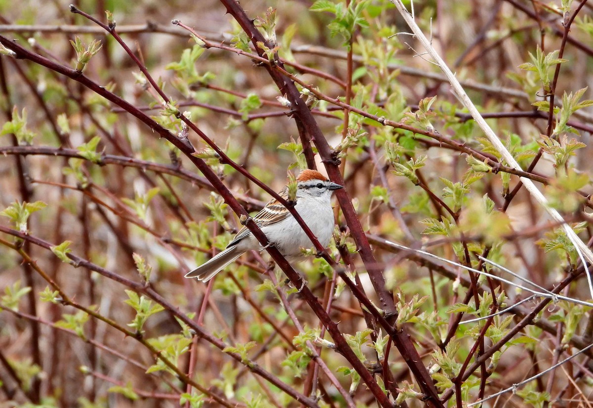 Chipping Sparrow - ML618264080