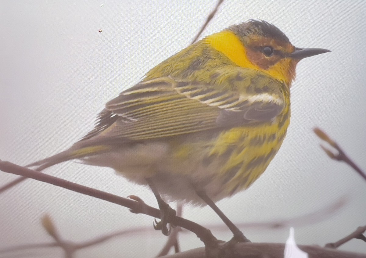 Cape May Warbler - ML618264083