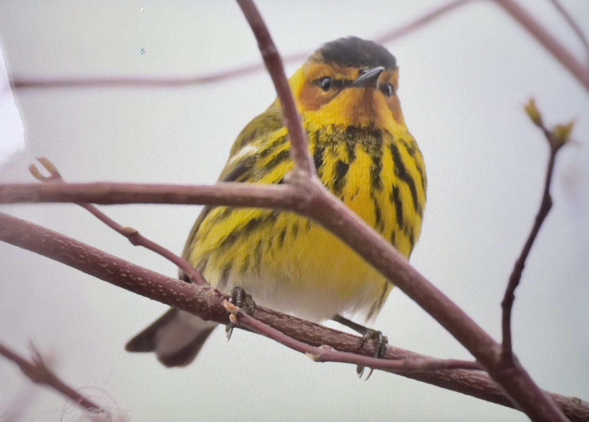 Cape May Warbler - ML618264084