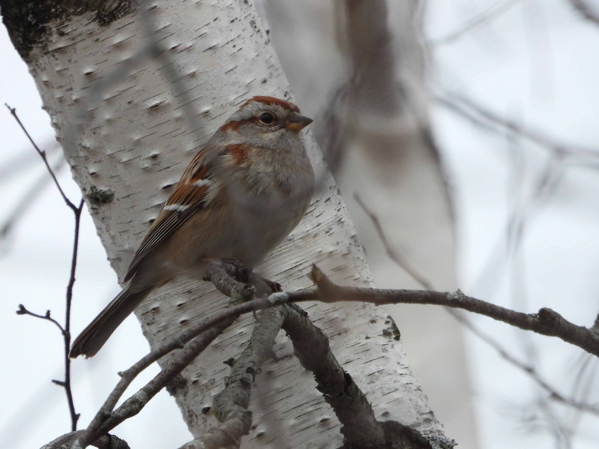 American Tree Sparrow - ML618264093
