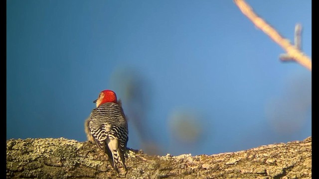 Red-bellied Woodpecker - ML618264104