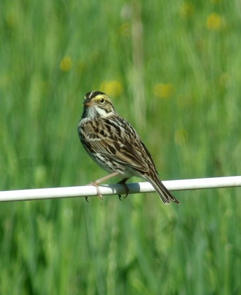 Savannah Sparrow - ML618264128