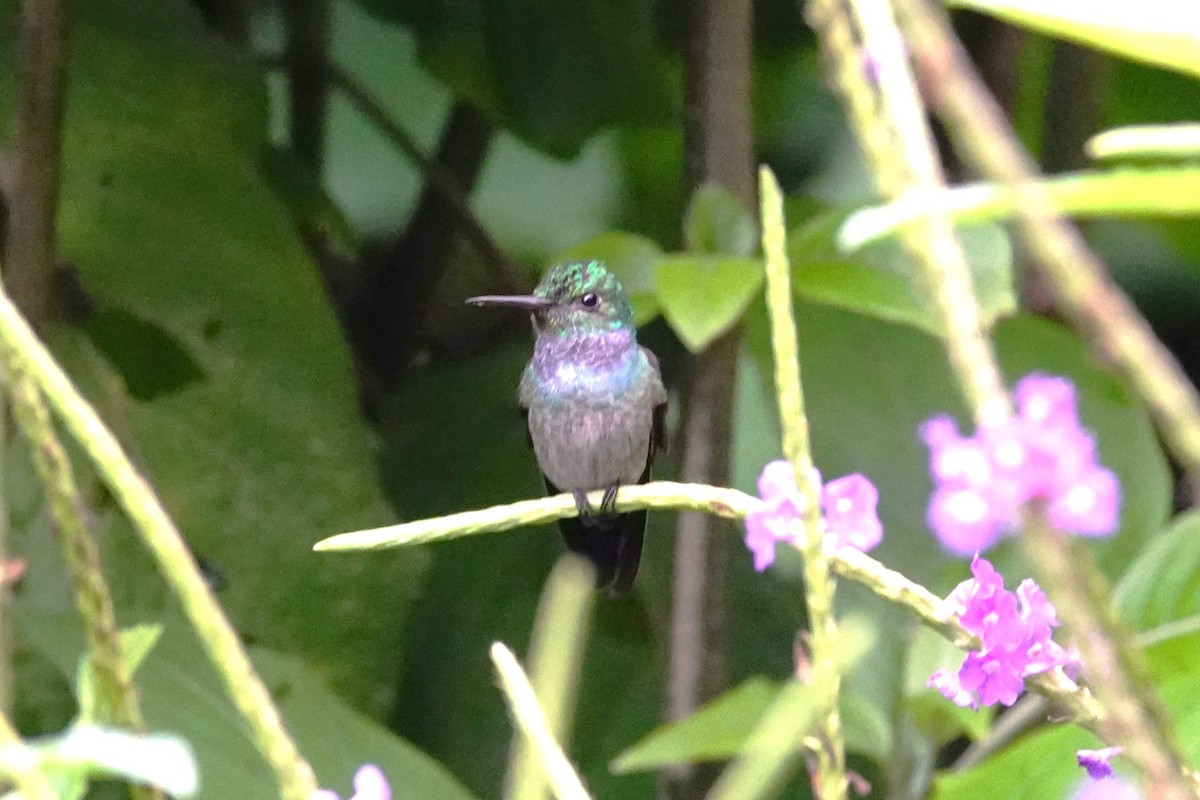 Blue-chested Hummingbird - Betty Beckham