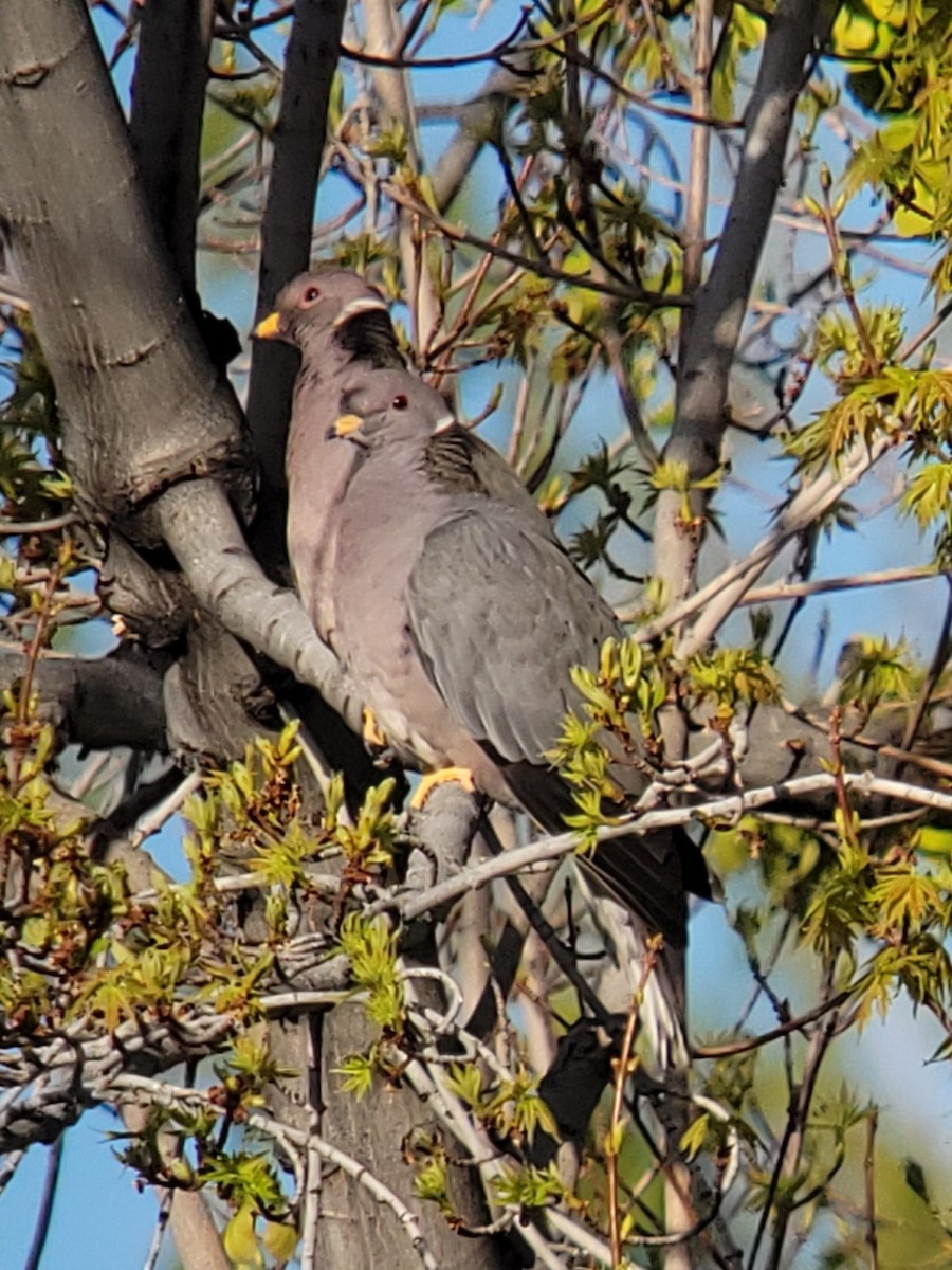 Band-tailed Pigeon - ML618264138