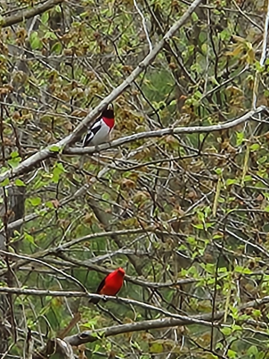 Scarlet Tanager - ML618264167