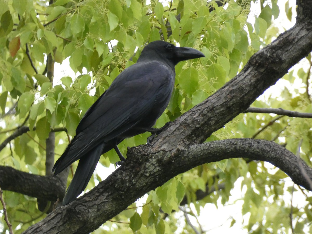 Large-billed Crow - ML618264194