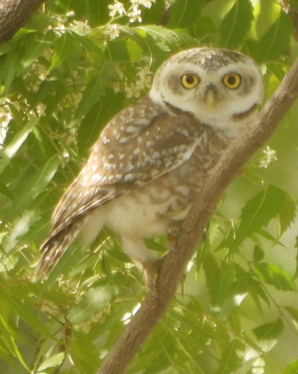Spotted Owlet - ML618264197