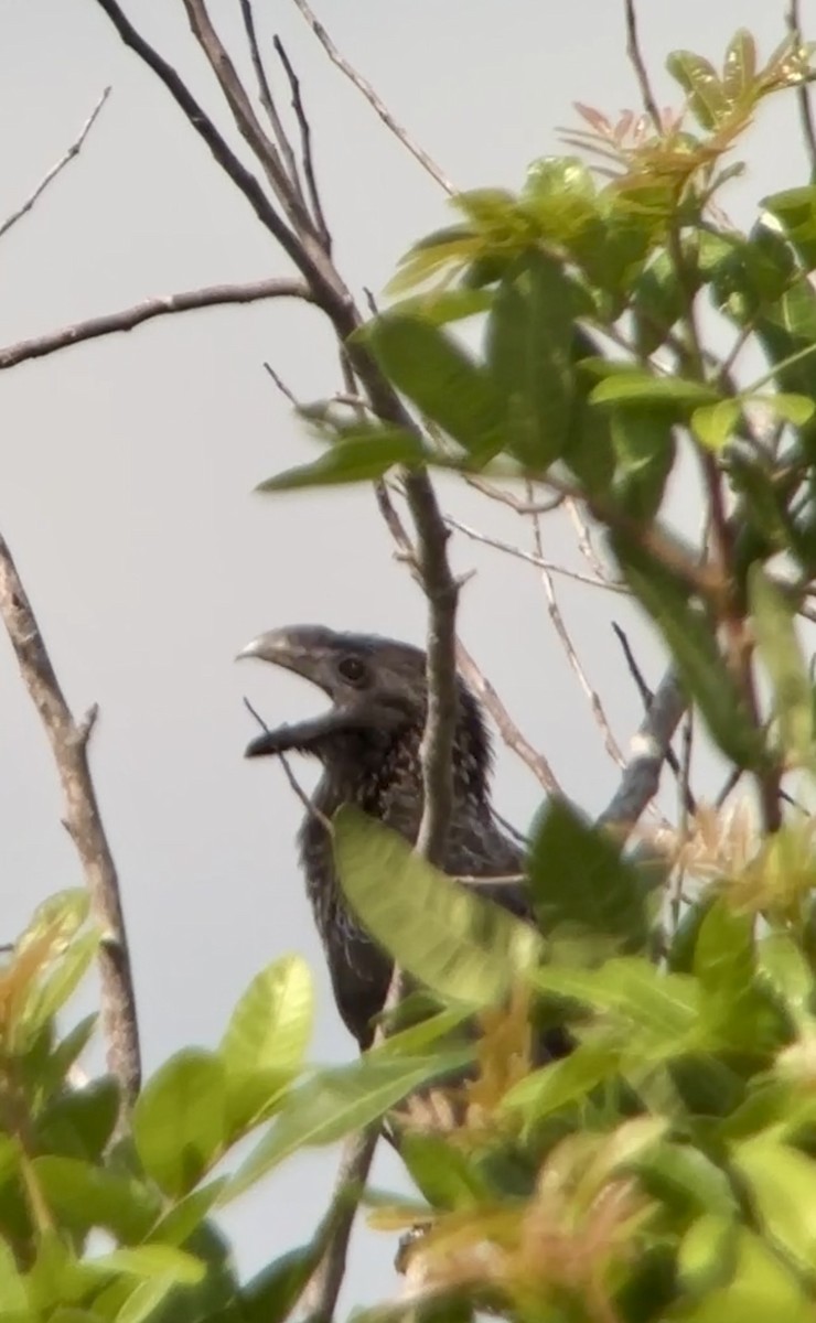 Smooth-billed Ani - Soule Mary
