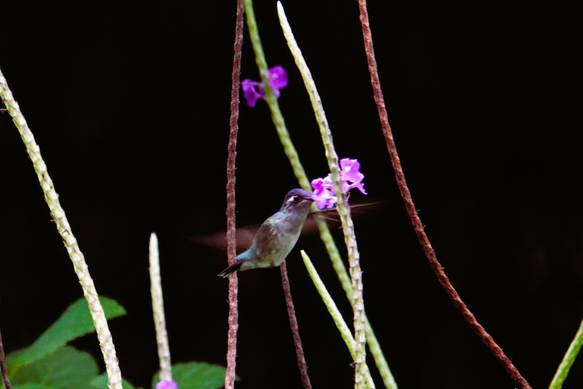 Violet-headed Hummingbird - Betty Beckham