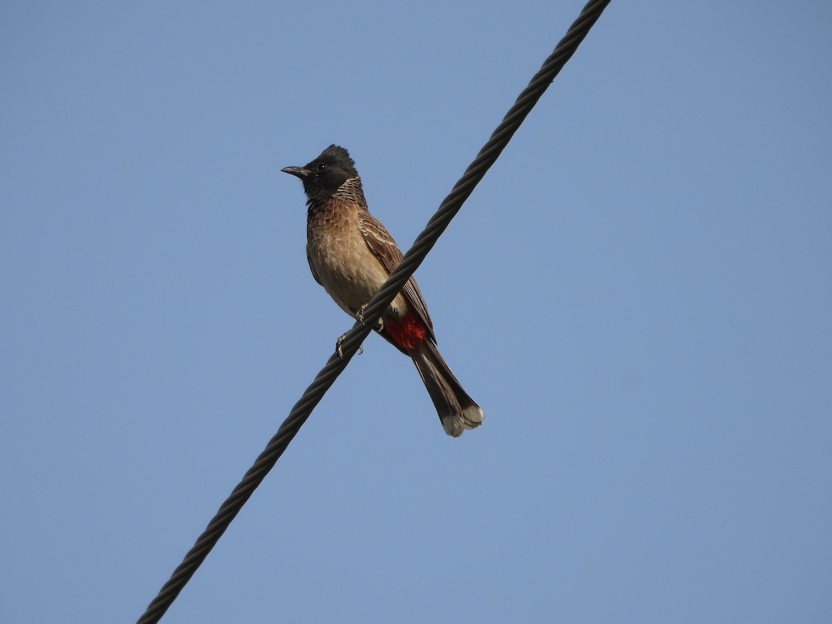 Red-vented Bulbul - ML618264226