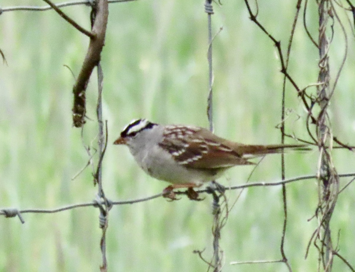White-crowned Sparrow - sharon buchanan