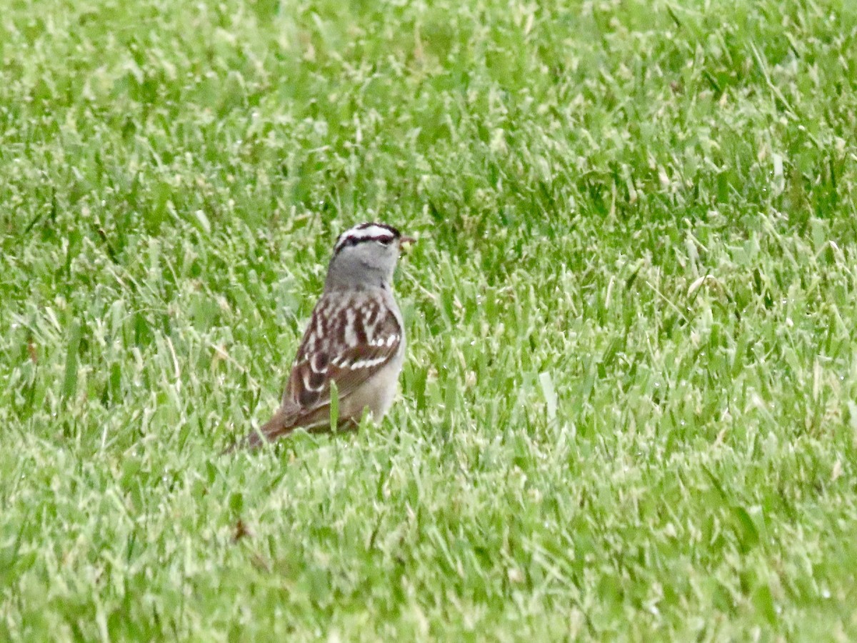 White-crowned Sparrow - ML618264229